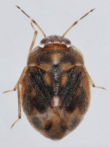 Réf. 196 046 : Isometopus anlasi